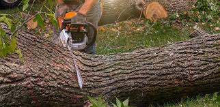 Best Hazardous Tree Removal  in Demarest, NJ