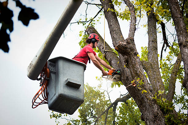 Best Tree Preservation Services  in Demarest, NJ